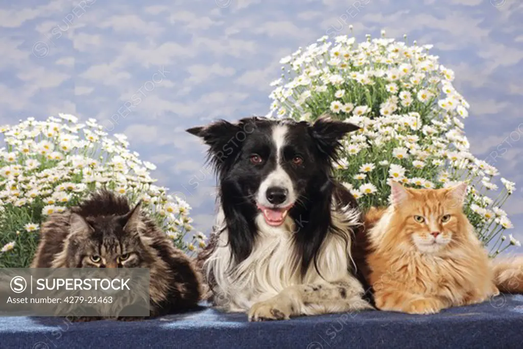 animal friendship : Border Collie and two Maine Coons