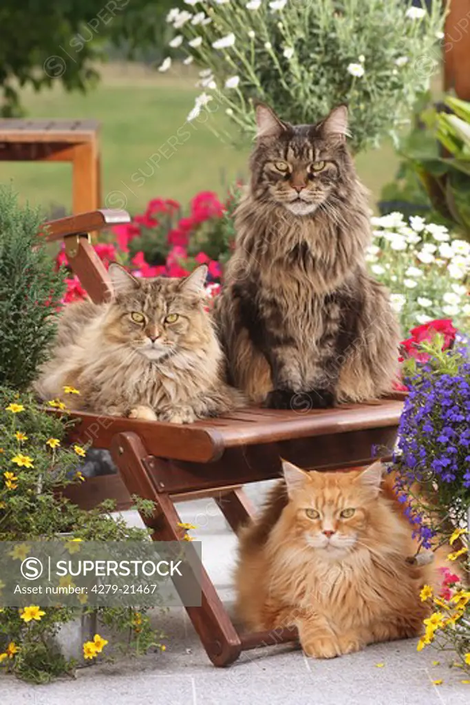 three Maine Coons on deck chair between flowers