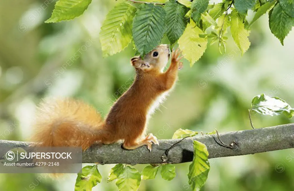 European red squirrel cub in tree