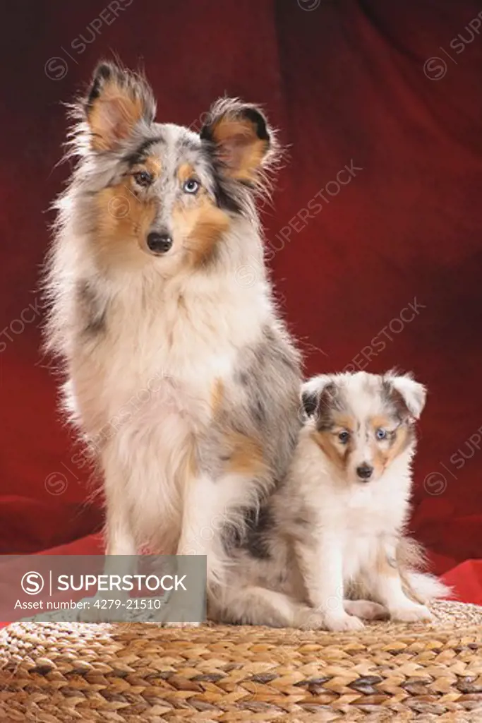 Sheltie with puppy - sitting