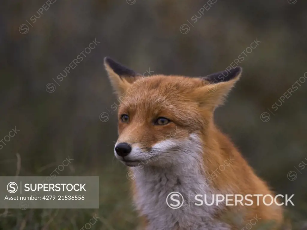 Red Fox ( Vulpes vulpes), portrait