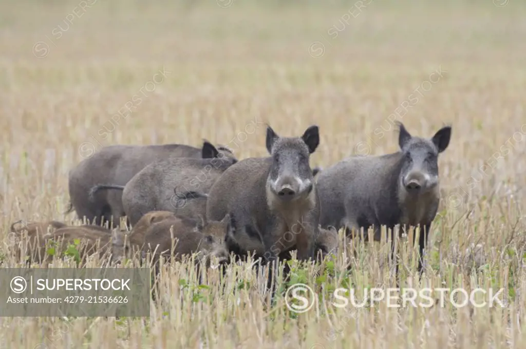 .Wild Boar (Sus scrofa), pack fleeing over a stubble field, Summer, Schonen, Sweden