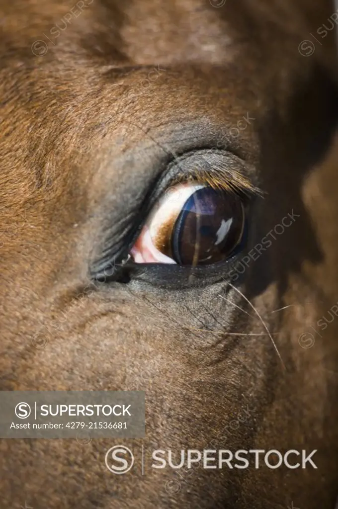 National Show Horse. Close-up of eye. Germany