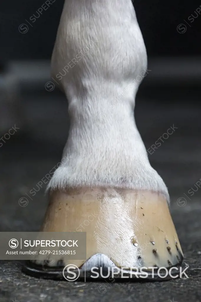 Domestic horse. Shoed hoof. Netherlands