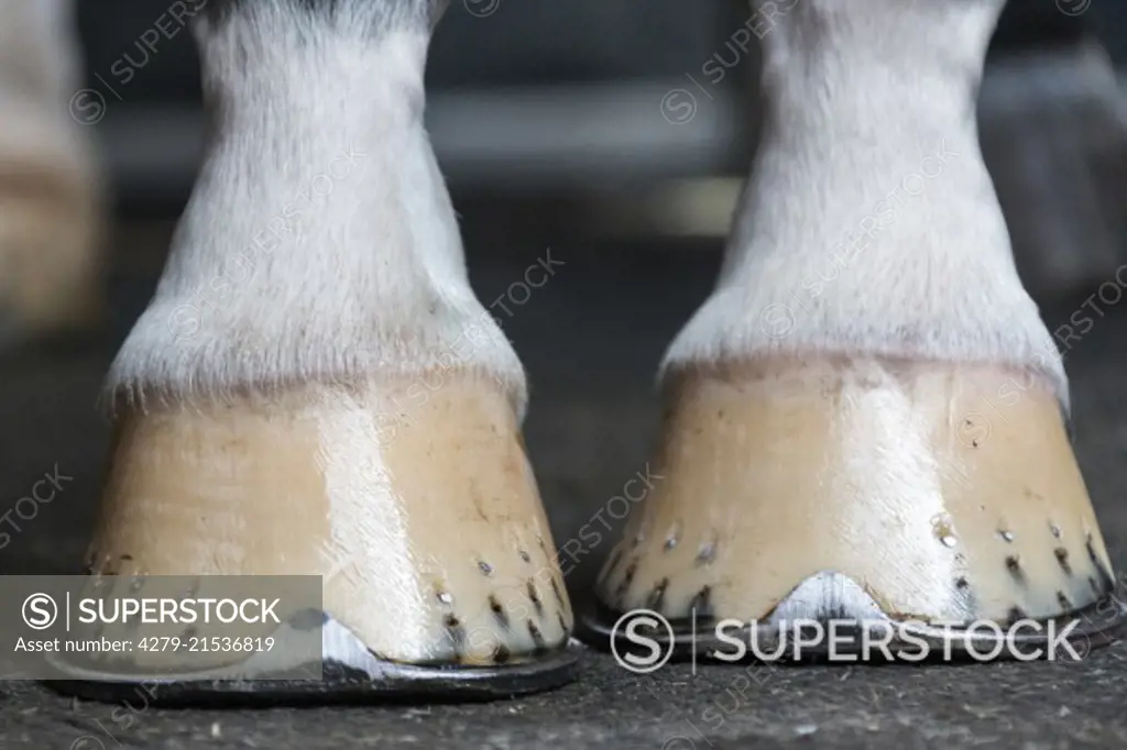 Domestic horse. Shoed hooves. Netherlands