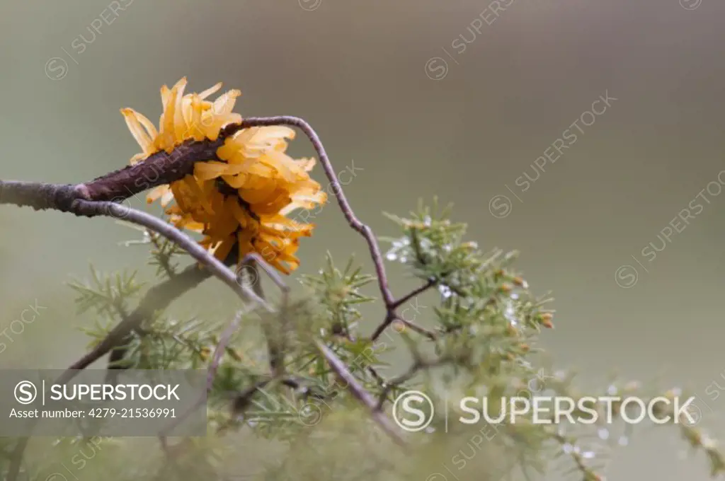 Juniper rust Fungus (Gymnosporangium clavariiforme) with orange coloured sporangiophores,  lives parasitic on juniper (Juniperus communis), sweden