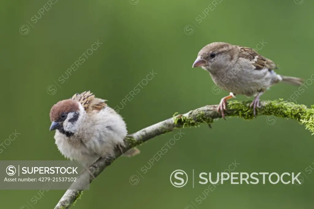 Tree sparrow (Passer montanus)  on the left side andHouse sparrow female (Passer domesticus) on atwig, Schleswig-Holstein, Germany