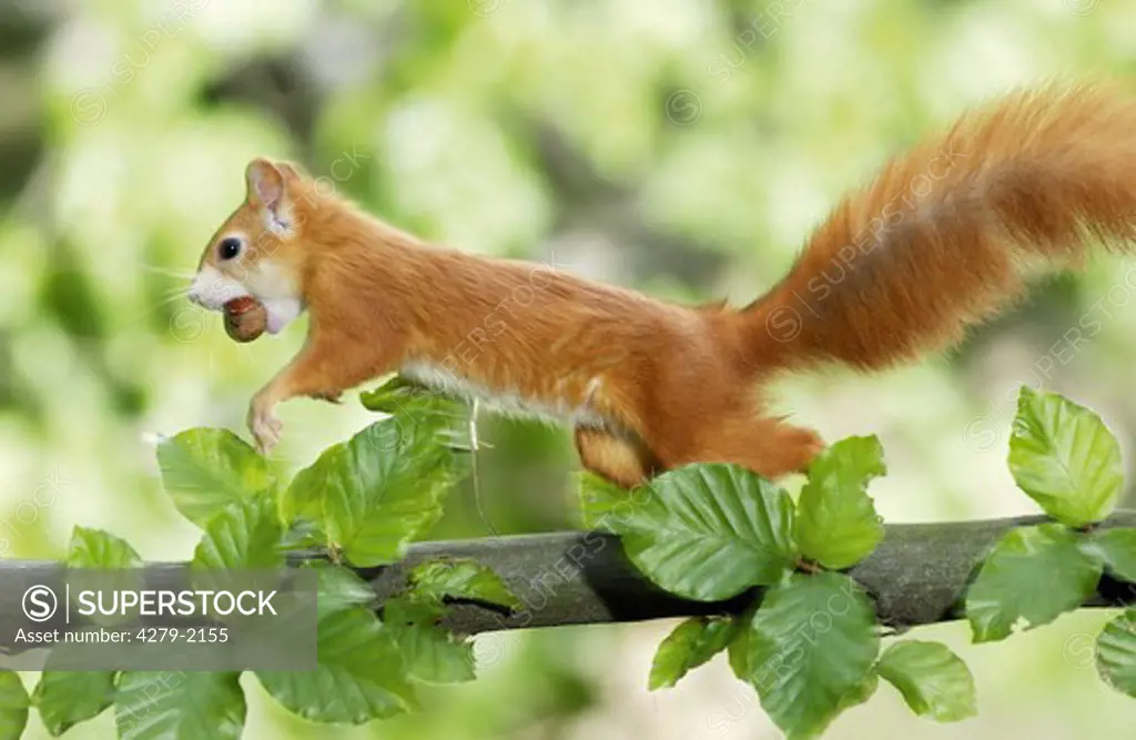 European red squirrel on tree