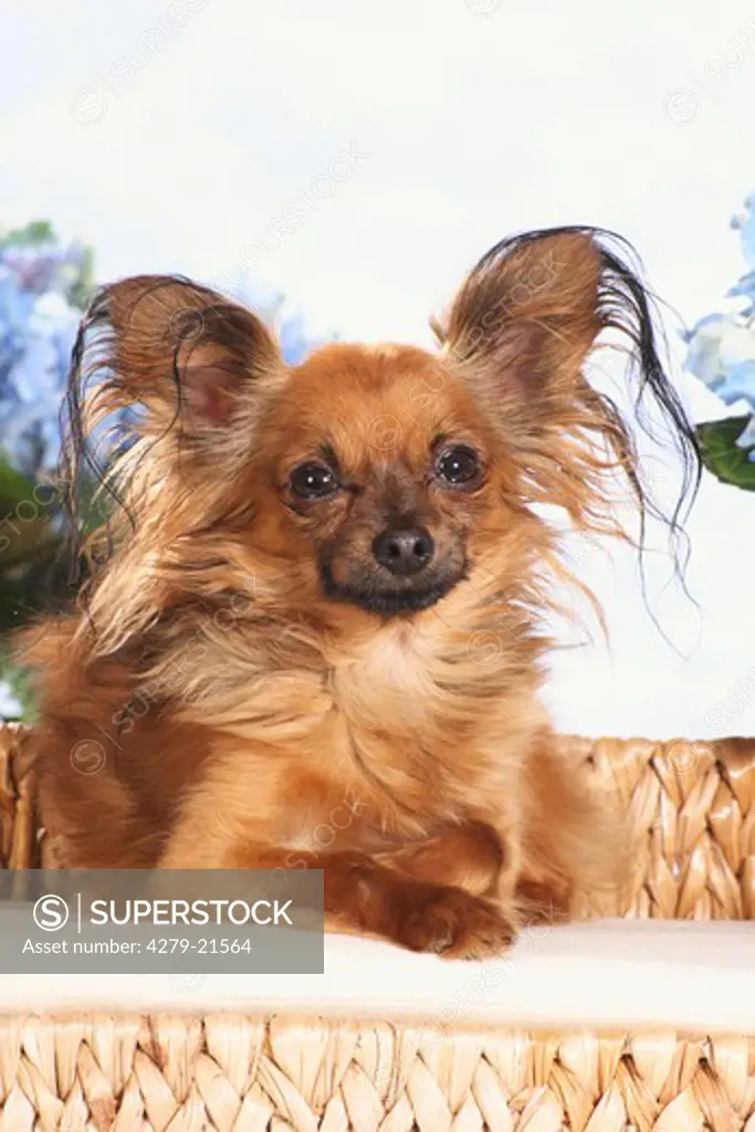 Toy Terrier - puppy on dog sofa