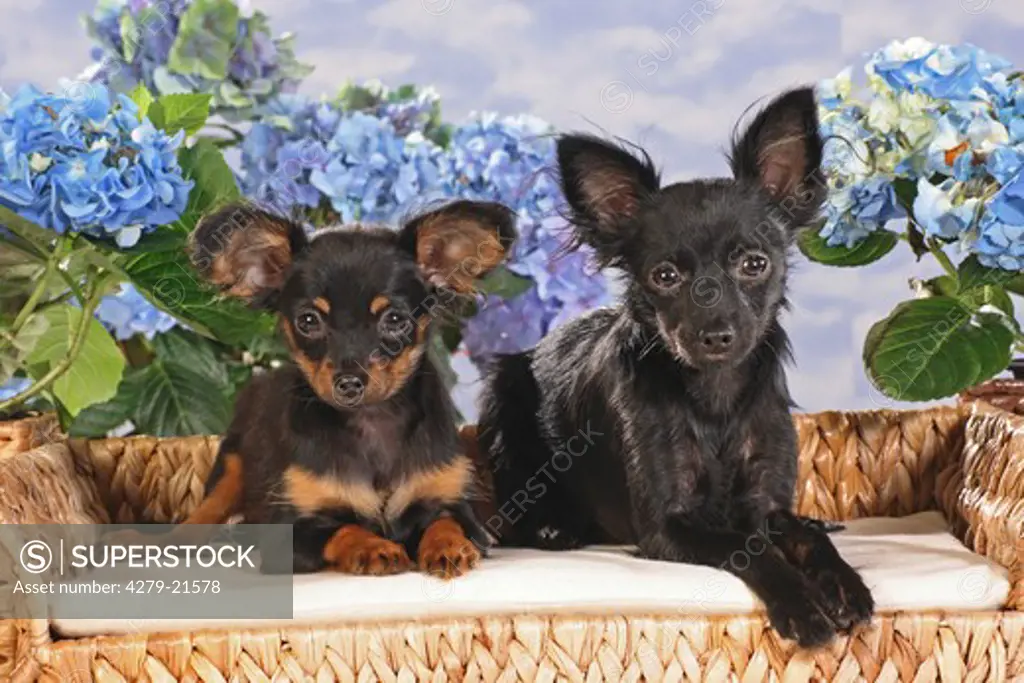Toy Terrier - two puppies on dog sofa