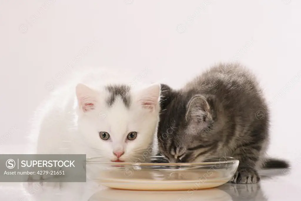 two kittens - drinking