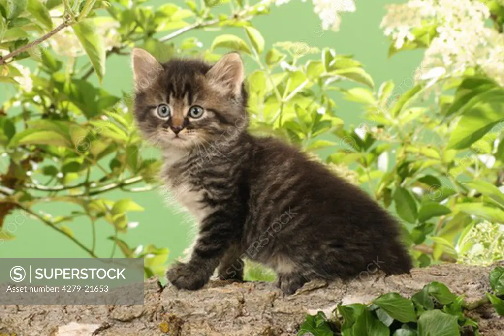 kitten on branch