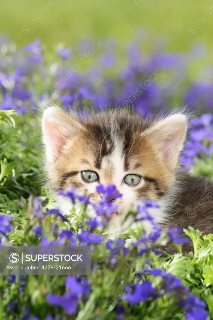 kitten in between flowers