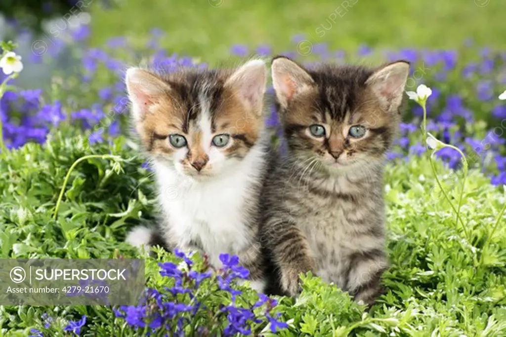 two kittens in between flowers
