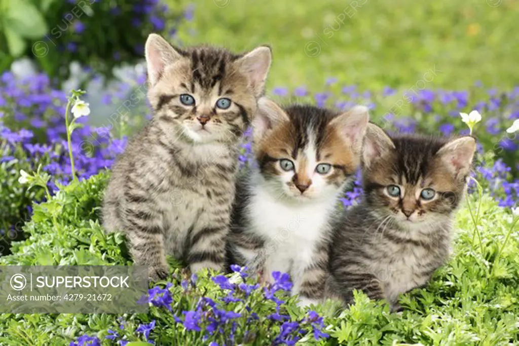 three kittens in between flowers