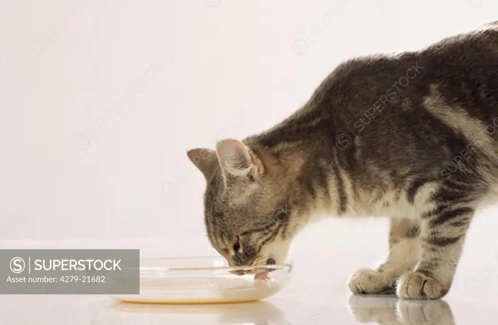 domestic cat - drinking