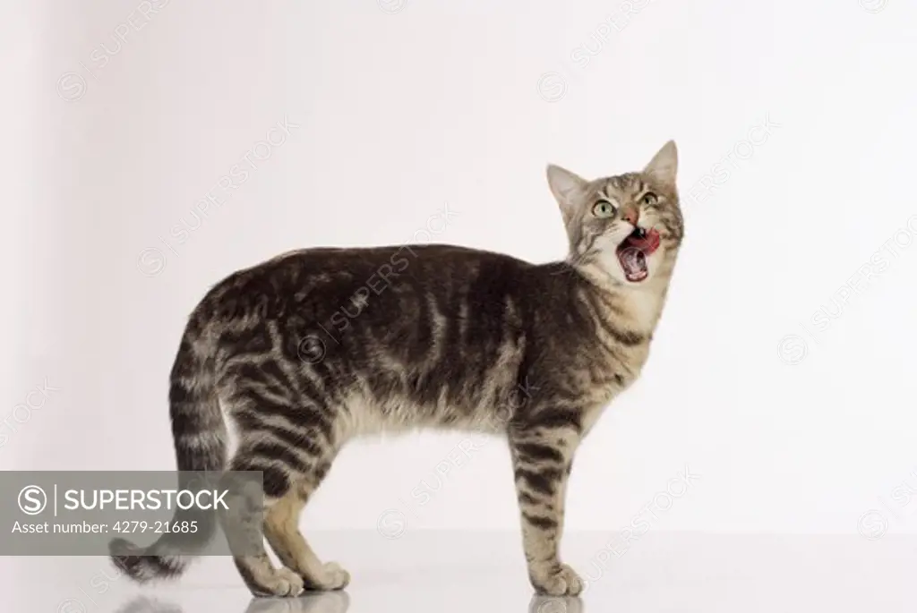 tabby domestic cat - standing - cut out