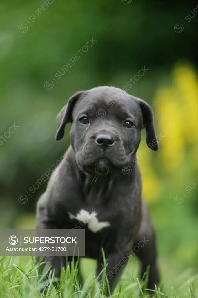 Cane Corso - puppy standing on meadow