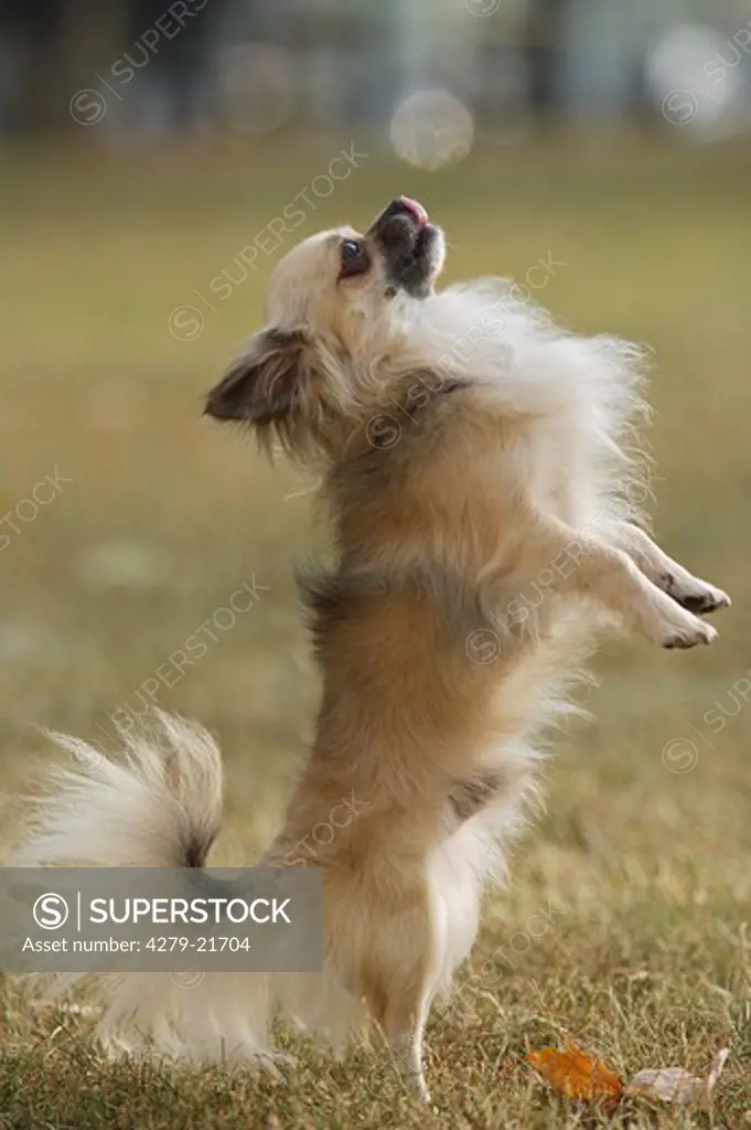 Chihuahua - standing on hindpaws