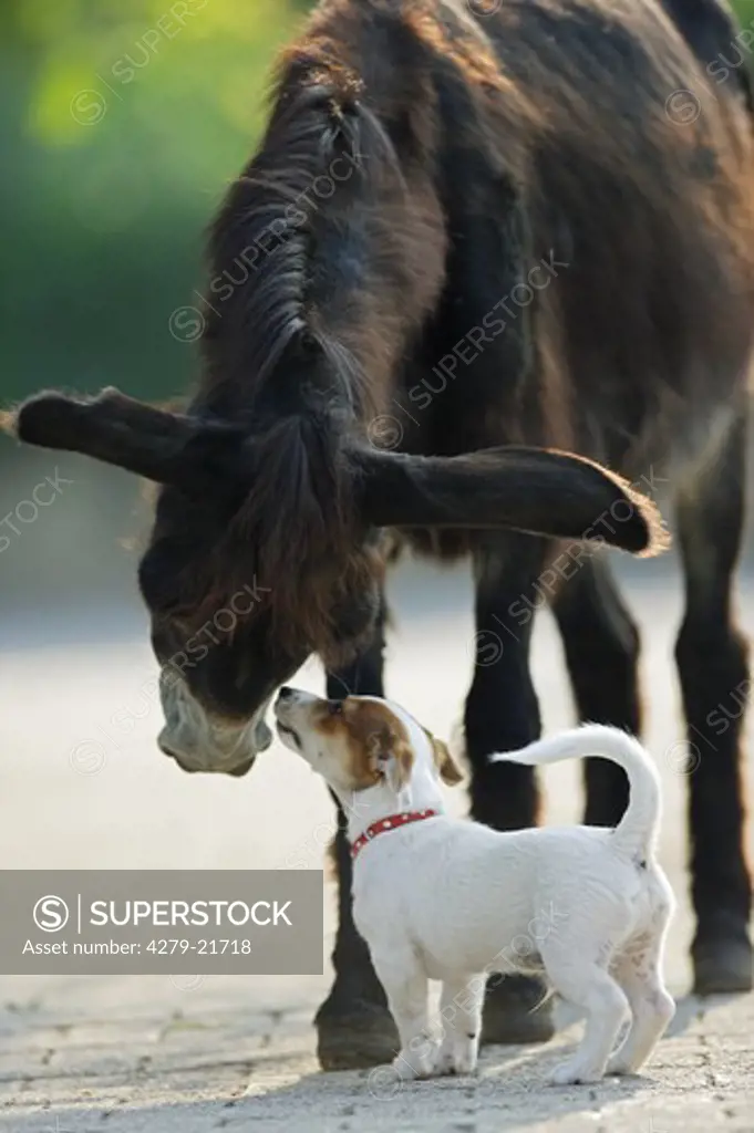 animal friendship : donkey and Jack Russell Terrier puppy