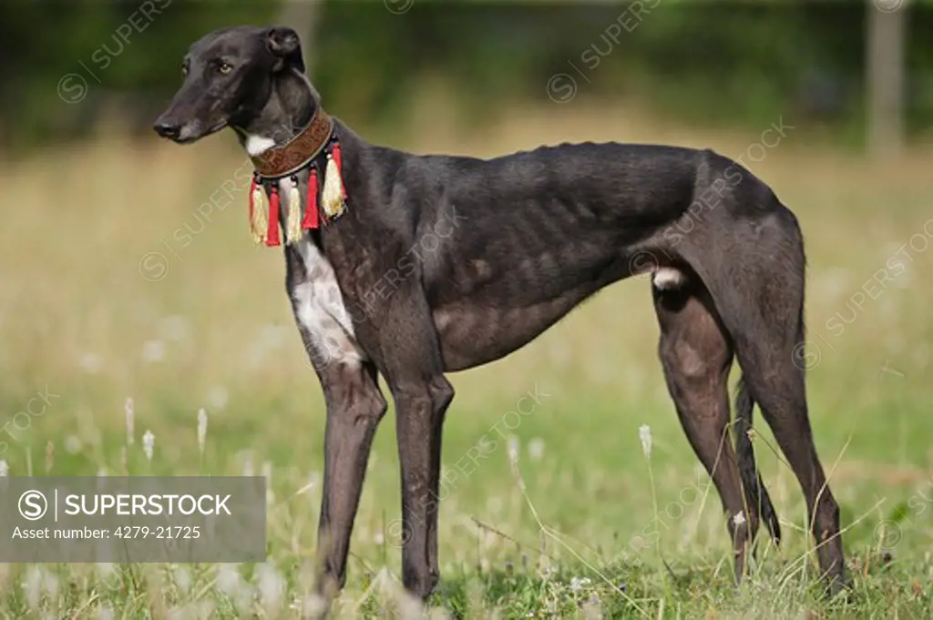 Greyhound - standing on meadow