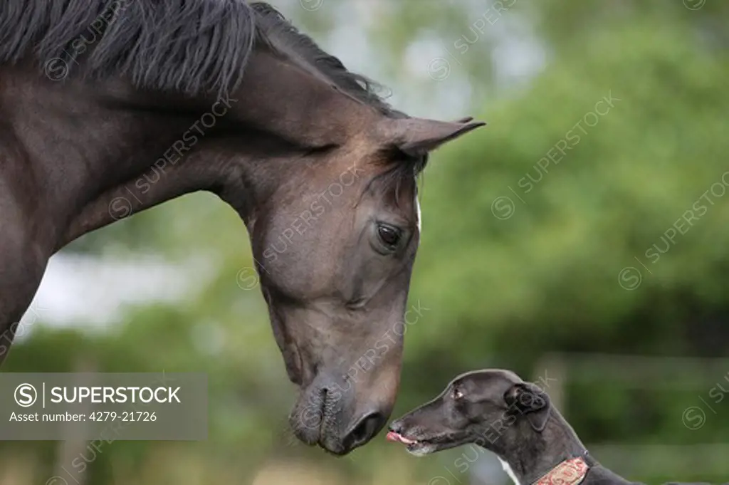 animal friendship - horse and Greyhound