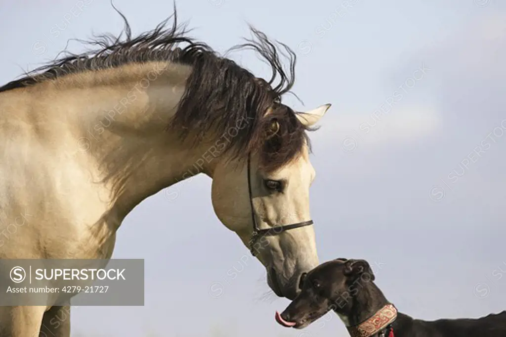 animal friendship - horse and Greyhound