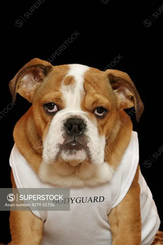 English Bulldog with muscle shirt