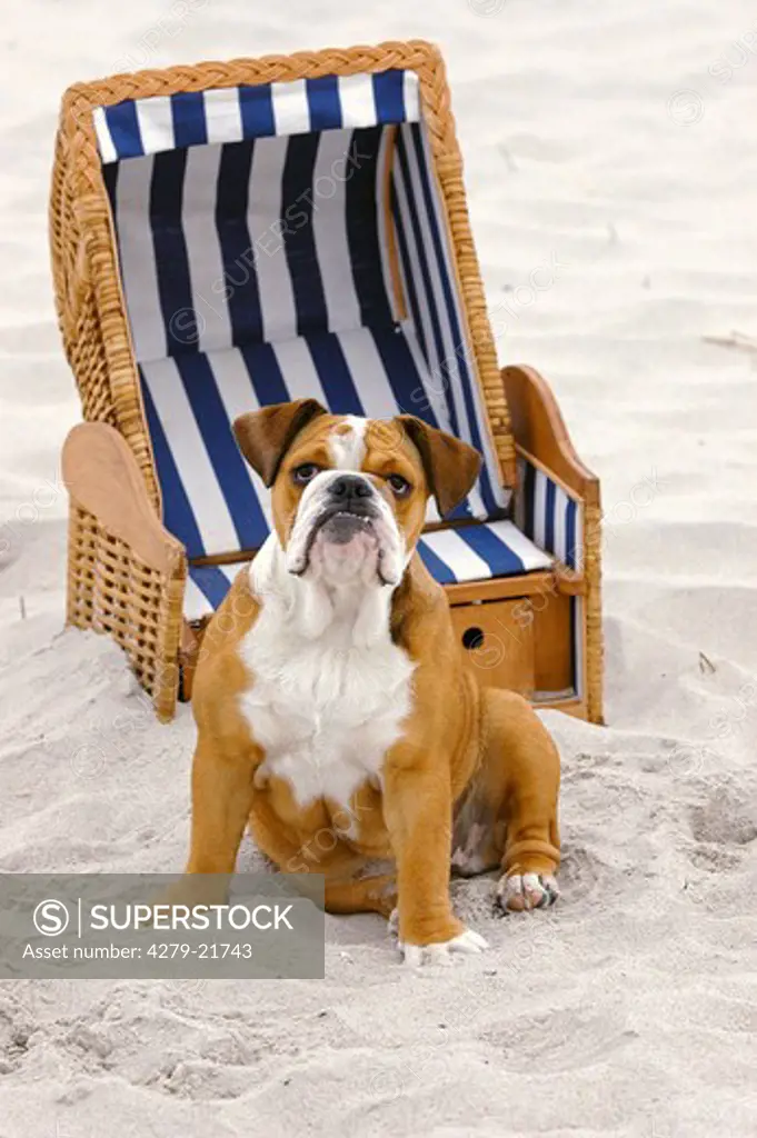 English Bulldog at the beach