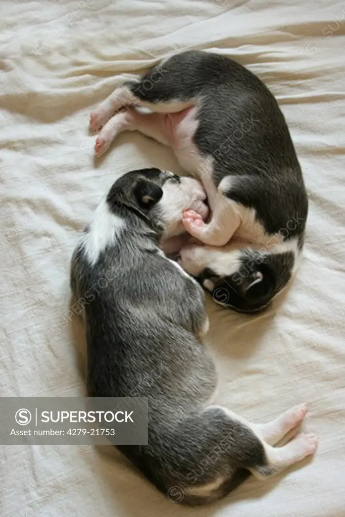 two Deerhound puppies sleeping