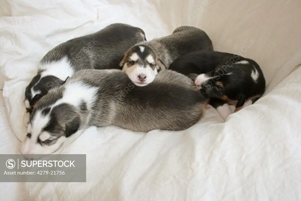 four Deerhound puppies sleeping