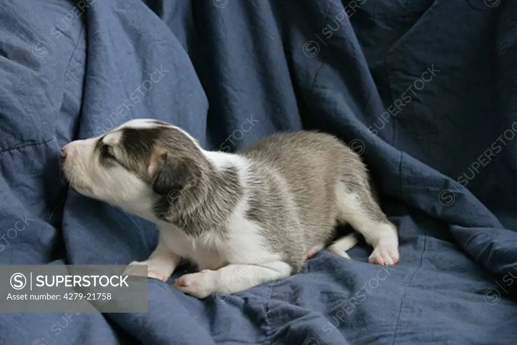 Deerhound puppy sniffling at blanket