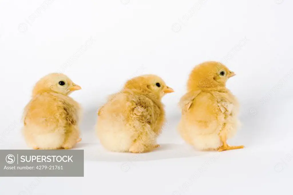 three chicks - cut out