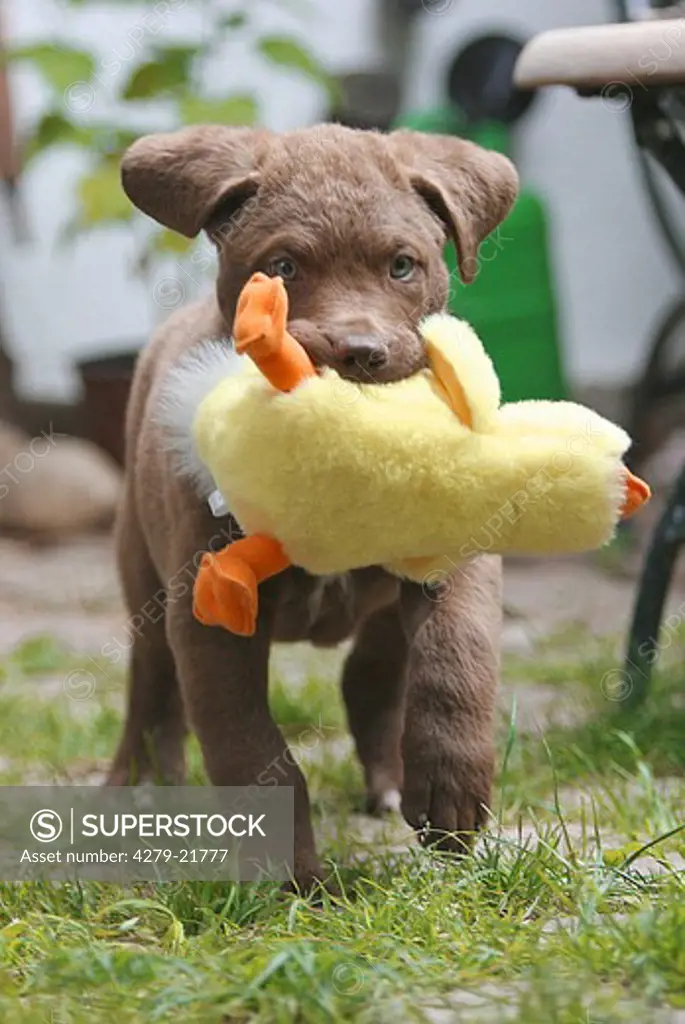 Labrador Retriever puppy with soft toy in muzzle