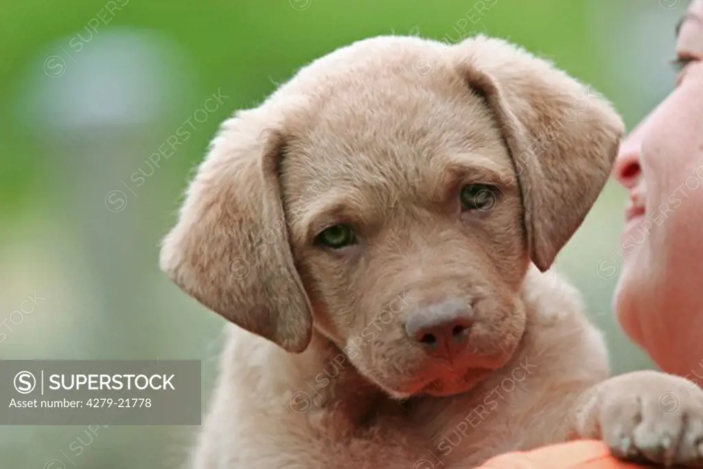 Labrador Retriever puppy - portrait