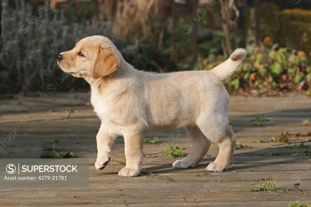 Labrador Retriever puppy walking