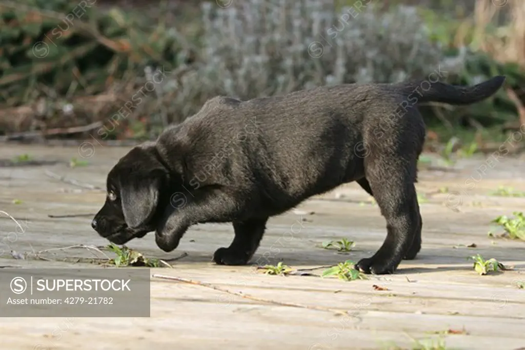 Labrador Retriever puppy sniffling