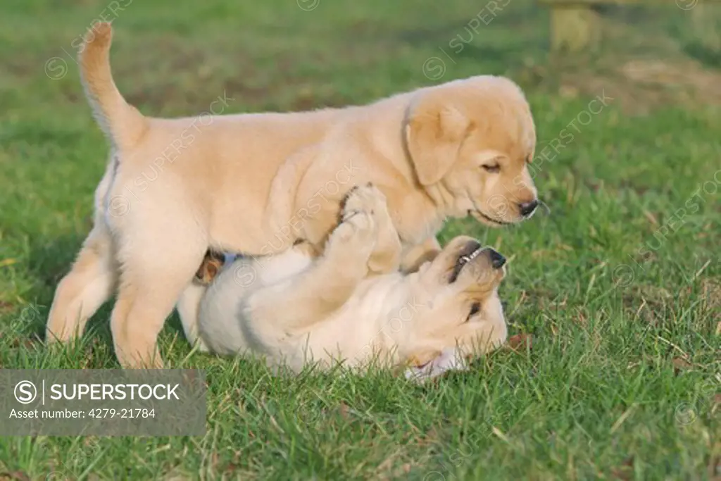 two Labrador Retriever puppies playing in the grass