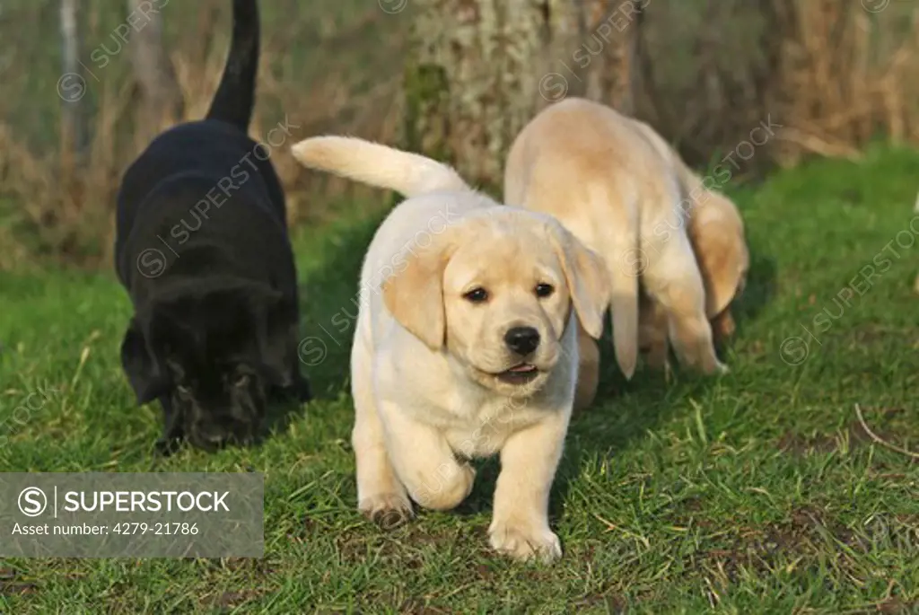three Labrador Retriever puppies in the meadow