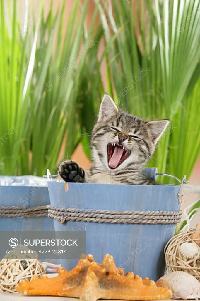 tabby kitten yawning in tub