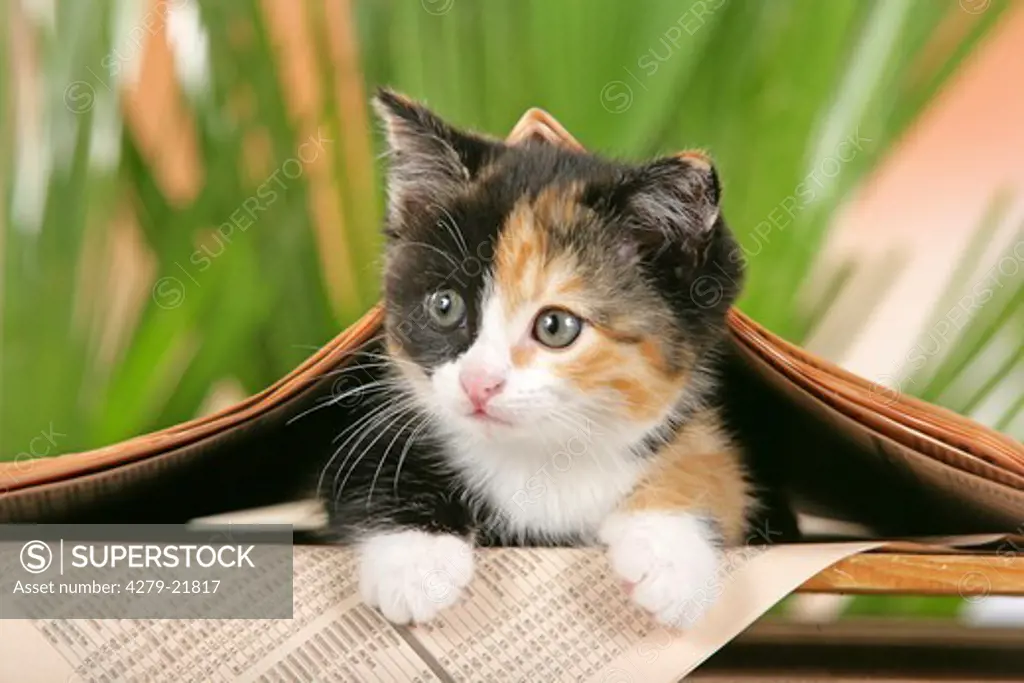kitten under newspaper