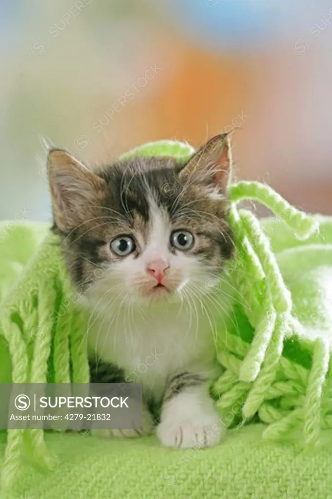 domestic cat - kitten sitting under blanket