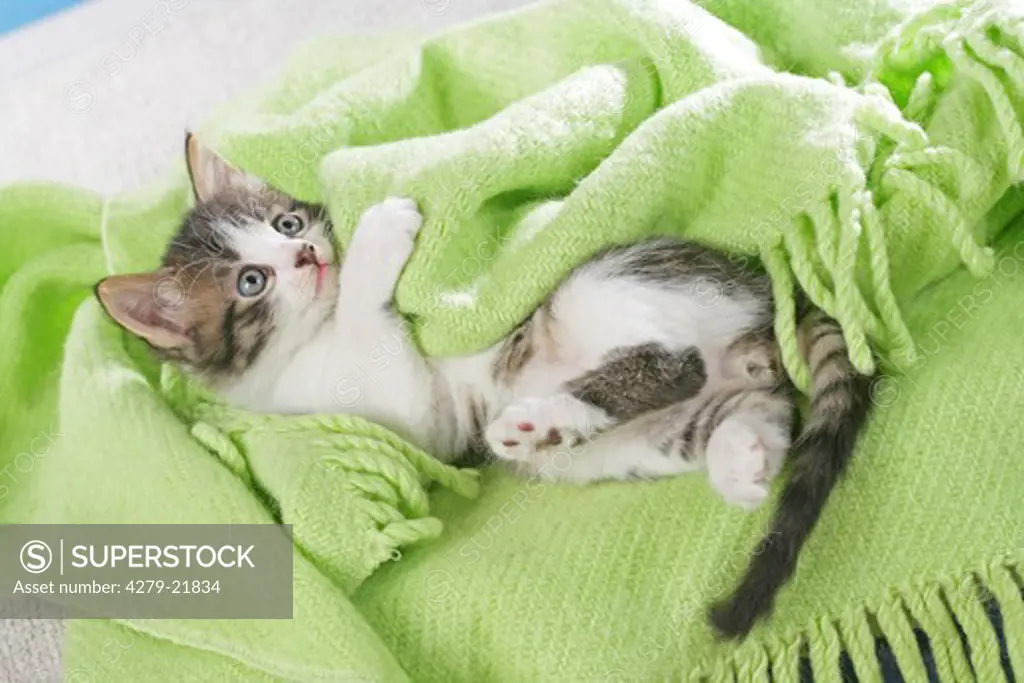 kitten lying under blanket