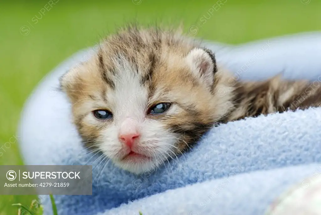 Kitten in blanket
