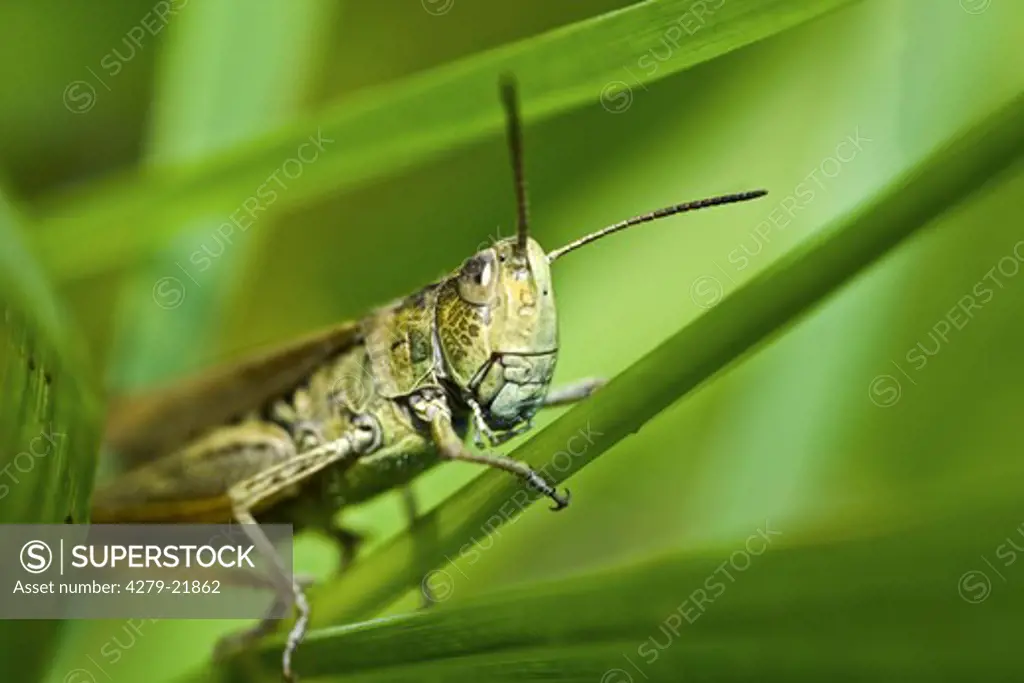 meadow grasshopper on blade of grass, Chorthippus parallelus
