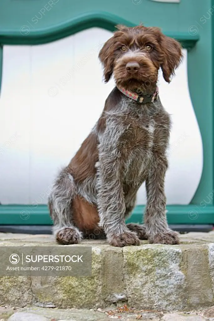 Wirehaired Pointing Griffon puppy sitting in front of door