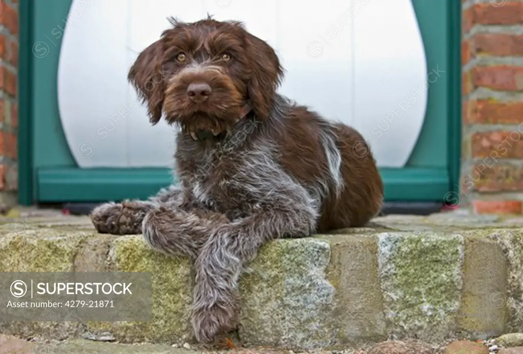 Wirehaired Pointing Griffon dog - puppy - lying