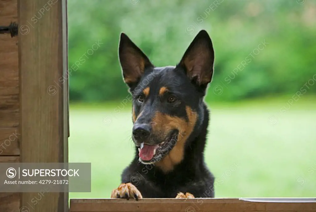 half breed dog looking through window