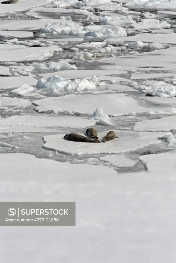 three crabeater seals on ice floe, Lobodon carcinophagus