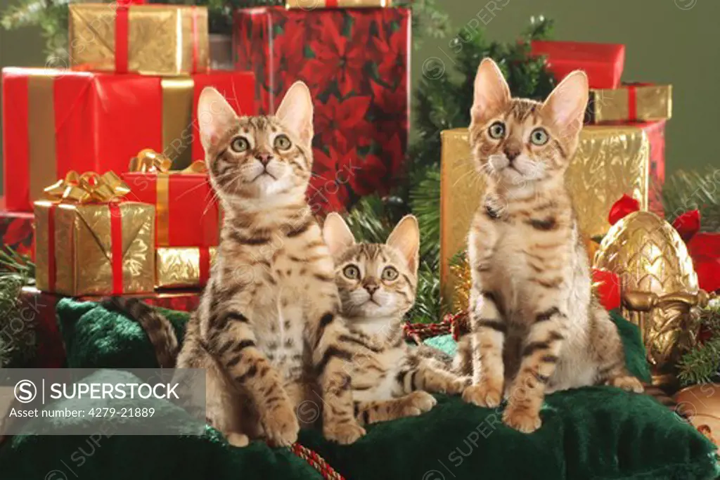 three Bengal kittens - christmas